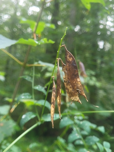 Vicia dumetorum