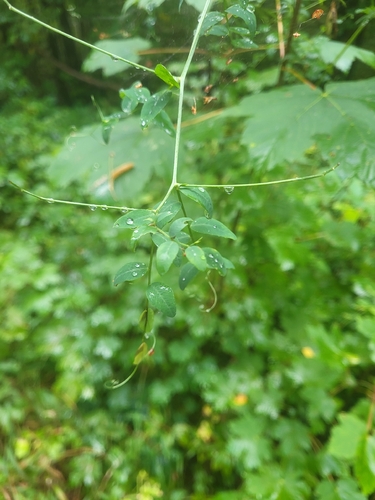 Vicia dumetorum, photograph 2