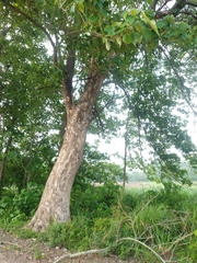 Gmelina arborea