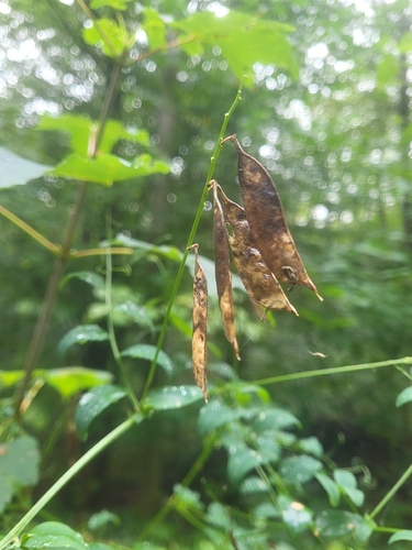 Vicia dumetorum, photograph 3