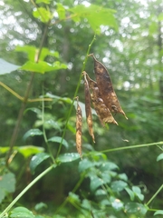Vicia dumetorum, photograph (c) Lars, some rights reserved (CC BY)