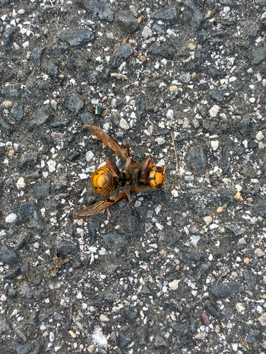 European Hornet