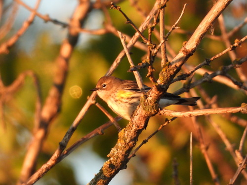 Yellow-rumped Warbler