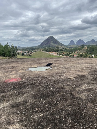 Black Vulture