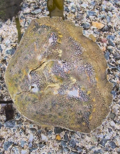 European Green Crab