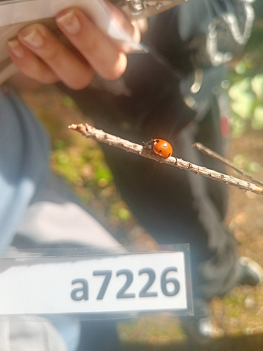 Seven-spotted Lady Beetle