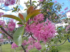 Chionanthus pubescens