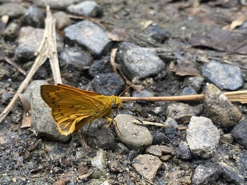 Telicota bambusae horisha