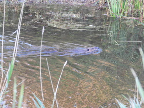 American Beaver