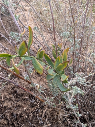 bastard toadflax