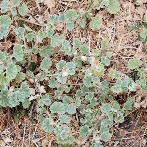 Malvella leprosa