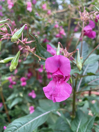 Himalayan balsam