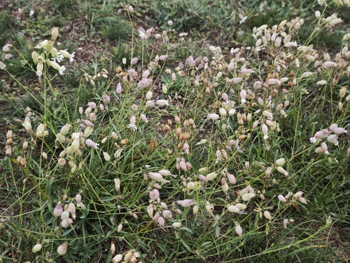 bladder campion