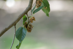 Ciboria carunculoides