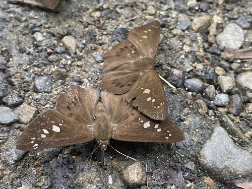 Seseria formosana