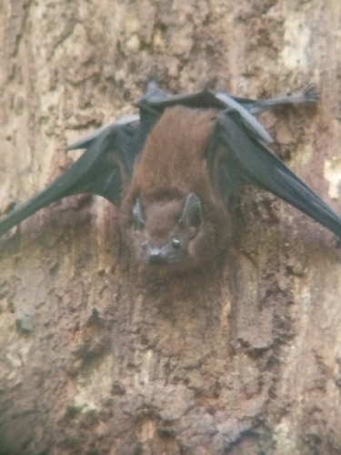 Chestnut Sac-winged Bat
