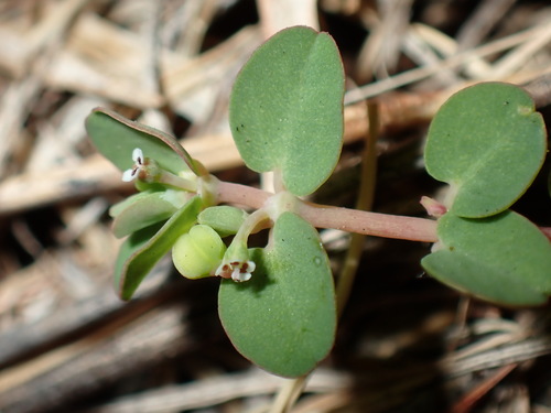 Euphorbia serpens, photograph 5