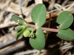 Euphorbia serpens, photograph (c) chiuluan, some rights reserved (CC BY)