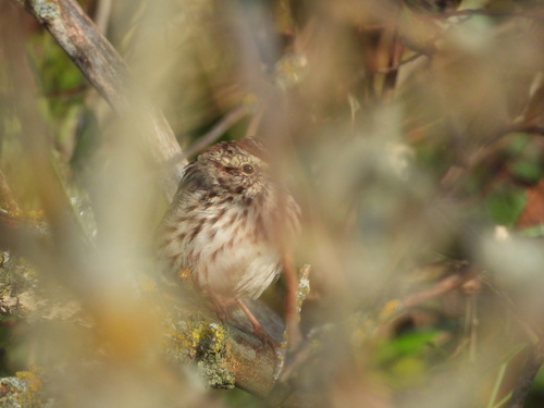 Song Sparrow