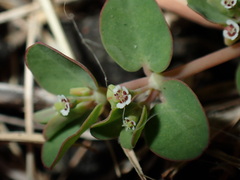 Euphorbia serpens, photograph (c) chiuluan, some rights reserved (CC BY)