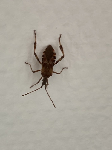 Western Conifer Seed Bug