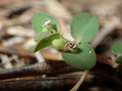 Euphorbia serpens, photograph 4