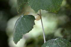 Lasioptera vitis