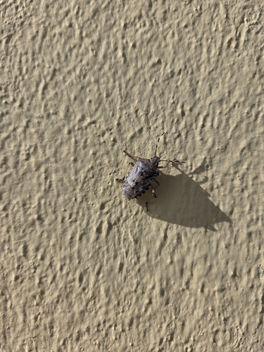 Mottled Stink Bug