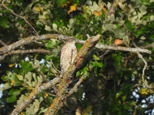 Sharp-shinned Hawk