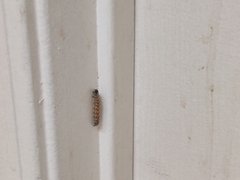 Lepidoptera