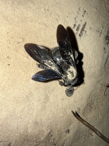 Green-winged Bamboo-Carpenter