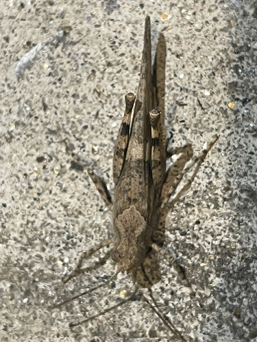 Pallid-winged Grasshopper