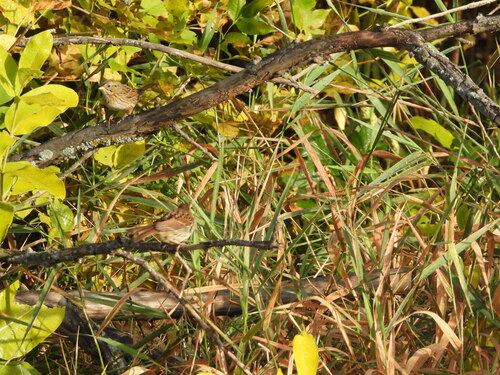 Lincoln's Sparrow