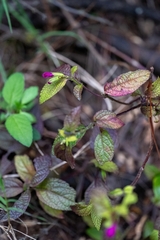 (c) José Javier Barrios Flores, some rights reserved (CC BY) Salvia chiapensis, photograph (c) José Javier Barrios Flores, some rights reserved (CC BY)