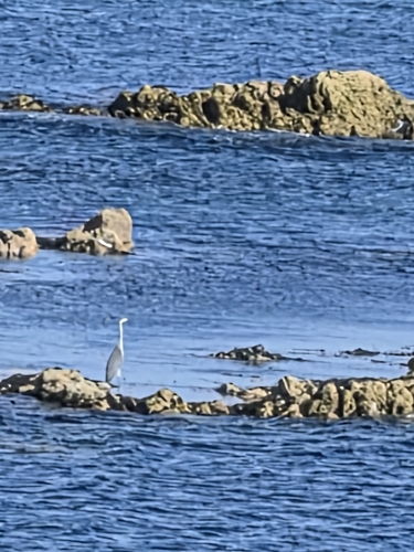Grey Heron