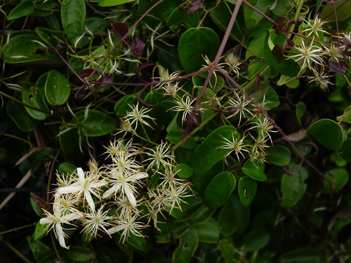 Clematis uncinata observed 2026-09-20