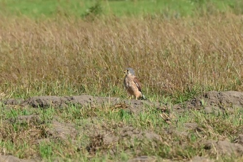 Eurasian Kestrel