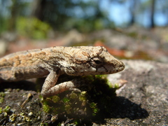 Anolis nebulosus