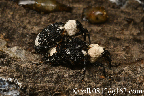 Eucryptorrhynchus brandti