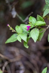 Salvia chiapensis