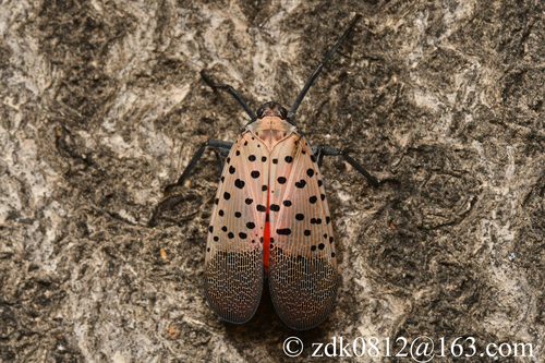 Spotted Lanternfly
