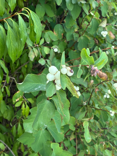 Common Snowberry