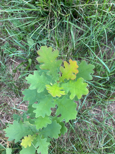 English oak