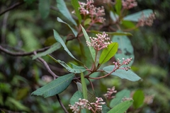 Saurauia madrensis, photograph (c) José Javier Barrios Flores, some rights reserved (CC BY)