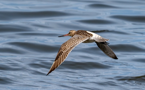 Bar-tailed Godwit