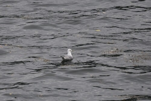 Common Gull