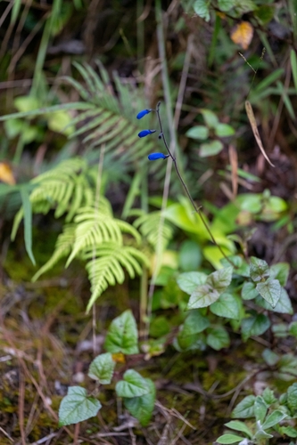 Salvia cacaliifolia