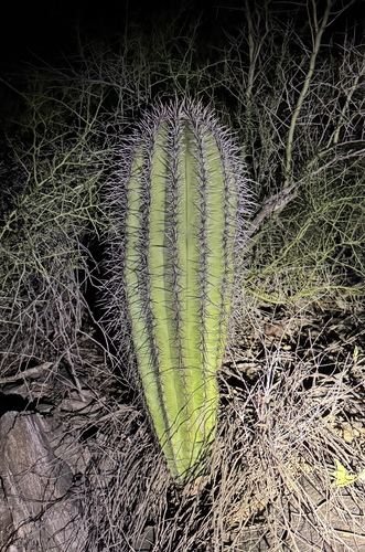 saguaro