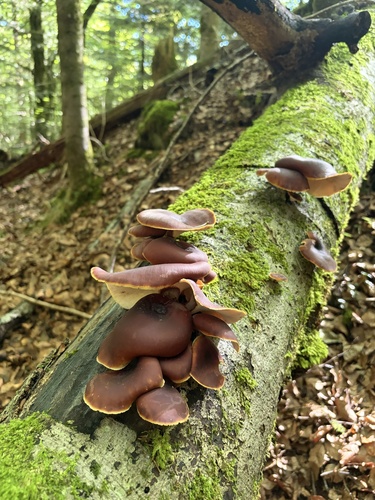 Bay Polypore