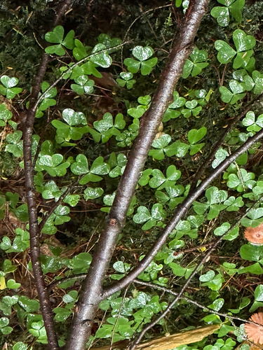 Oxalis montana, photograph 4